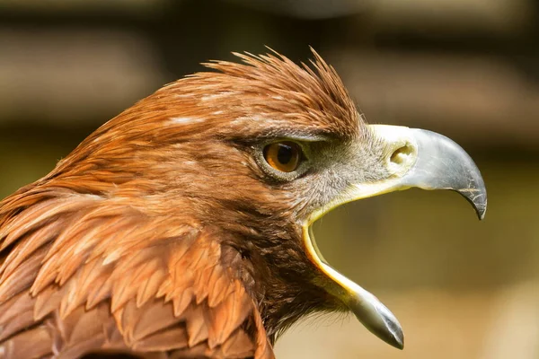 Closeup Beautiful Eagle — 图库照片
