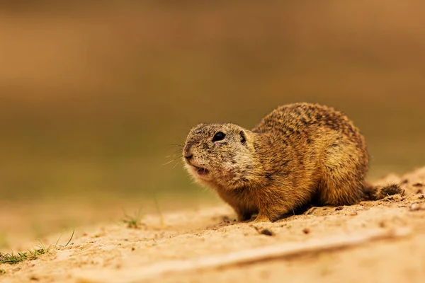 Pequeño Mamífero Ardilla Terrestre Europea Spermophilus Citellus — Foto de Stock