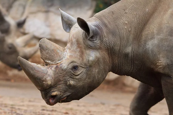 Африканский Носорог Животное Зоопарк — стоковое фото