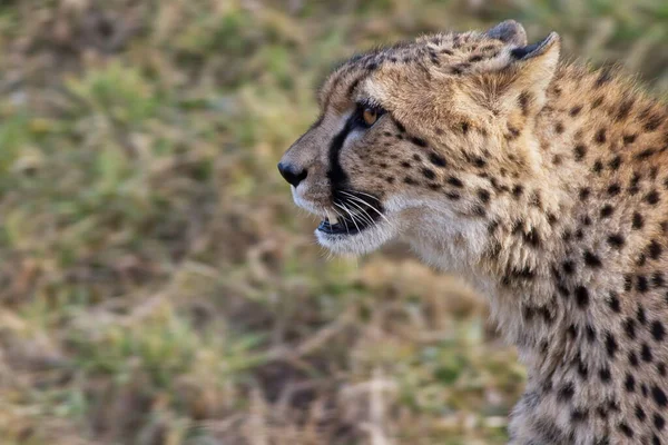 Adult African Cheetah Wild —  Fotos de Stock