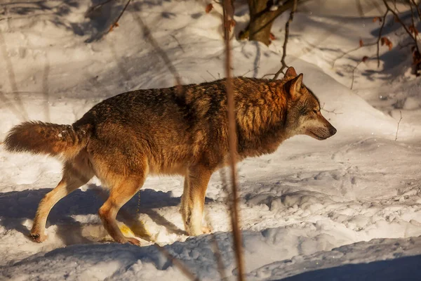 Male Eurasian Wolf Canis Lupus Lupus —  Fotos de Stock