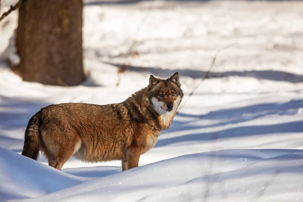 Male Eurasian Wolf Canis Lupus Lupus —  Fotos de Stock