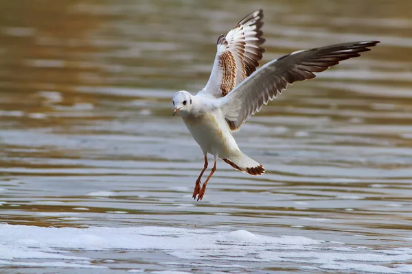 Seagull Lake Fauna — 图库照片