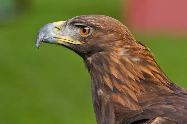 Eagle Wild Nature — Foto de Stock