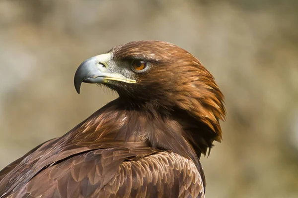 Closeup Beautiful Eagle — Fotografia de Stock