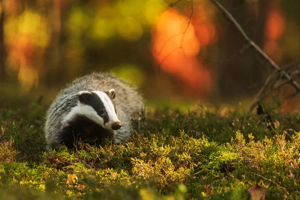 Old European Badger Wild — Stock fotografie