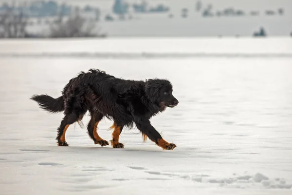 Dog Hovawart Gold Black Portrait — Zdjęcie stockowe