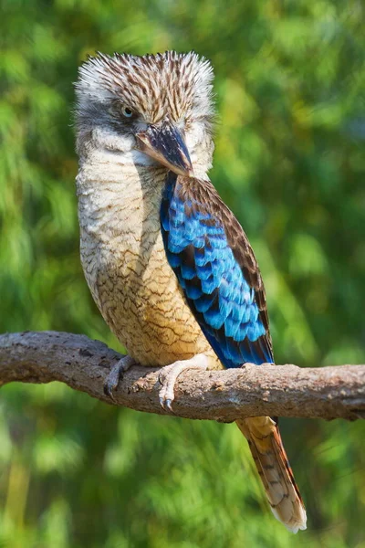 Blue Winged Kookaburra Tree — ストック写真
