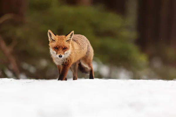 Raposa Vermelha Vulpes Vulpes Está Andando Neve Deserto — Fotografia de Stock