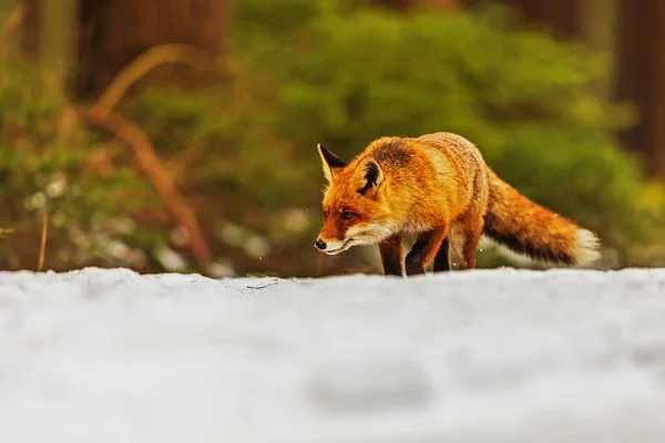 Zorro Rojo Vulpes Vulpes Camina Nieve Desierto — Foto de Stock