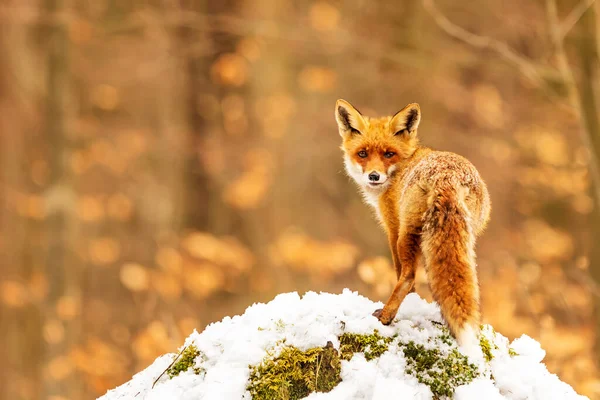 Kızıl tilki, Vulpes vulpes, çölde karda yürüyor.