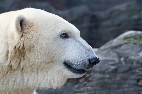 Niedźwiedź Polarny Zoo — Zdjęcie stockowe