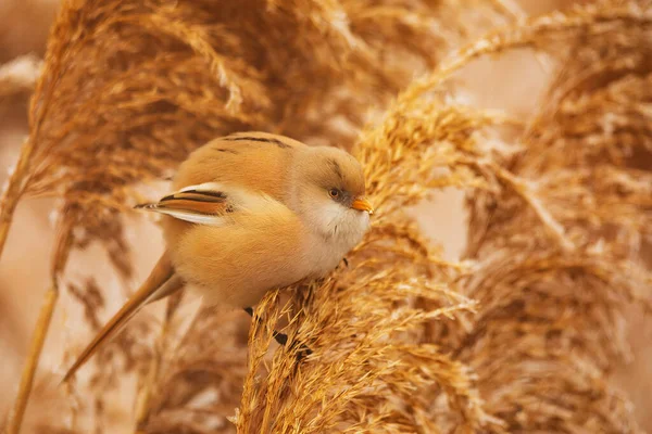 very close female bearded reedling (Panurus biarmicus)
