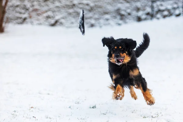 dog hovawart gold and black portrait