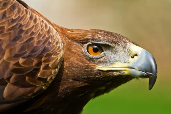 Closeup Beautiful Eagle — 스톡 사진