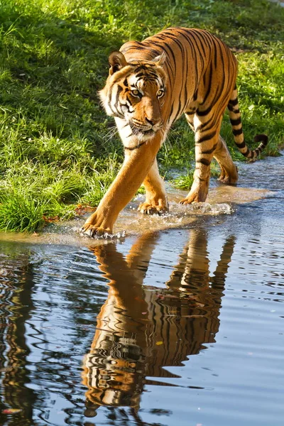 Animal Tiger Wild Nature — Fotografia de Stock