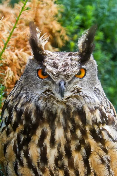 Pássaro Fauna Coruja Imagens Grande Plano — Fotografia de Stock