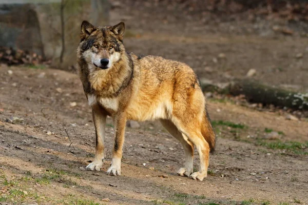 Male Eurasian Wolf Canis Lupus Lupus — Photo