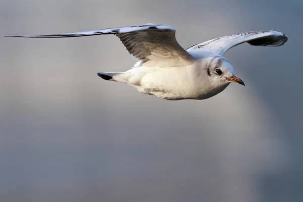 Seagull Lake Fauna — Stockfoto
