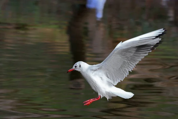 Seagull Lake Fauna — 图库照片