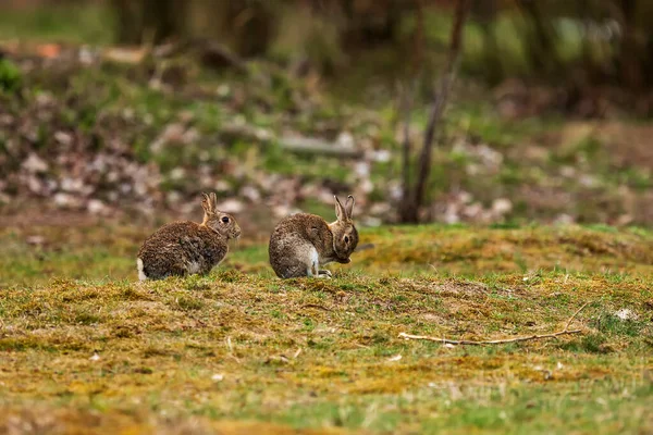 Kleine Braune Kaninchen Wald — Stockfoto