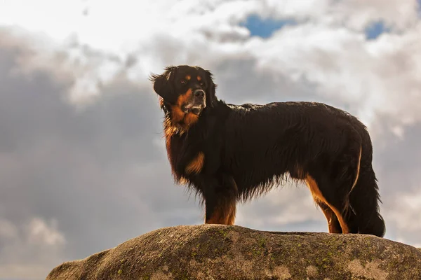 dog hovawart gold and black portrait