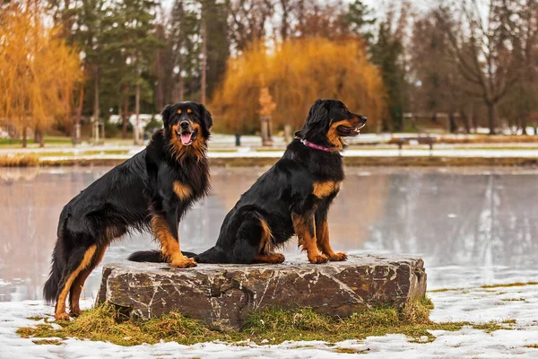 Nice Couple Dogs Hovawart — Fotografia de Stock