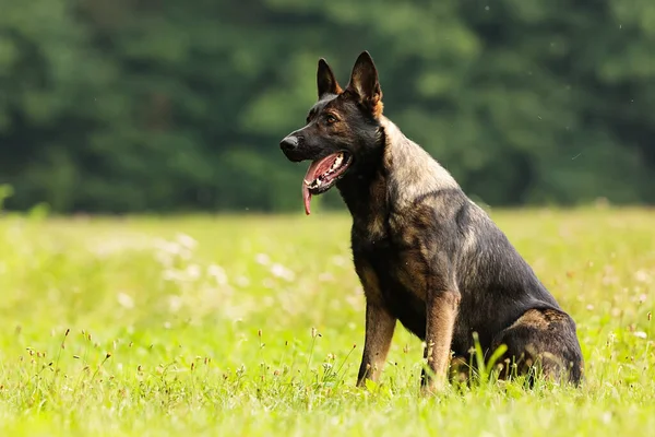 Nice Portrait German Shepherd Dog — Stock Photo, Image