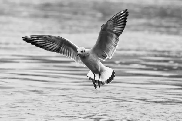 在湖上空飞行的海鸥 — 图库照片