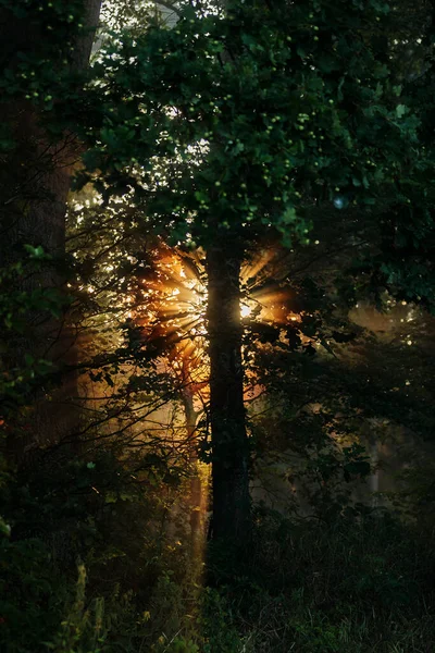Scenic Sunrise Forest — Foto de Stock