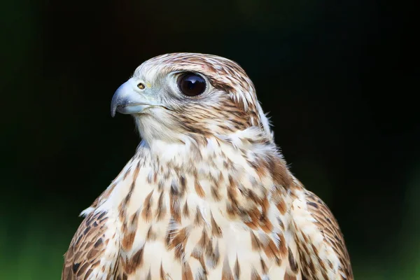 Falcon Wild Life Animal —  Fotos de Stock