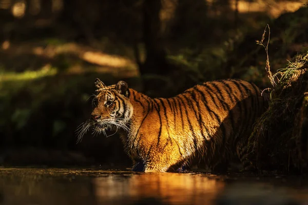 Animal Tiger Wild Nature — 스톡 사진