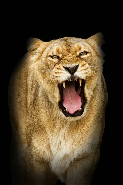 Львица Пантера Лео Портрет Днем — стоковое фото