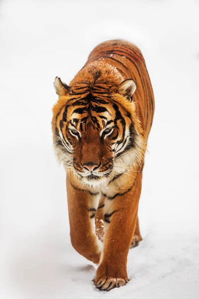 Animal Tiger Wild Nature — 스톡 사진