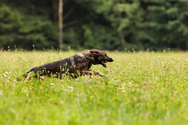 Nice Portrait German Shepherd Dog — Stockfoto