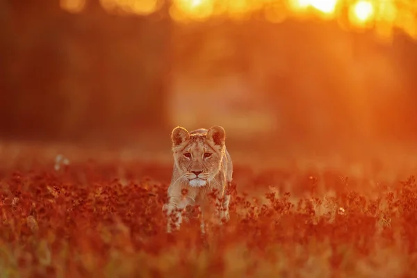 Lioness Panthera Leo Portrait Daytime - Stock-foto