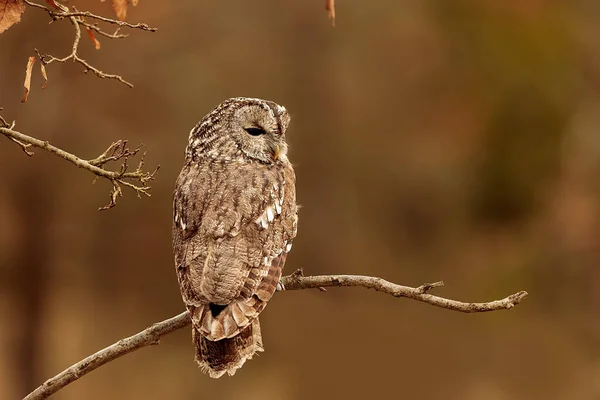 Bird Fauna Owl Close — Stockfoto