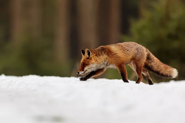 Red Fox Vulpes Vulpes Walking Snow Wilderness — Stock Photo, Image
