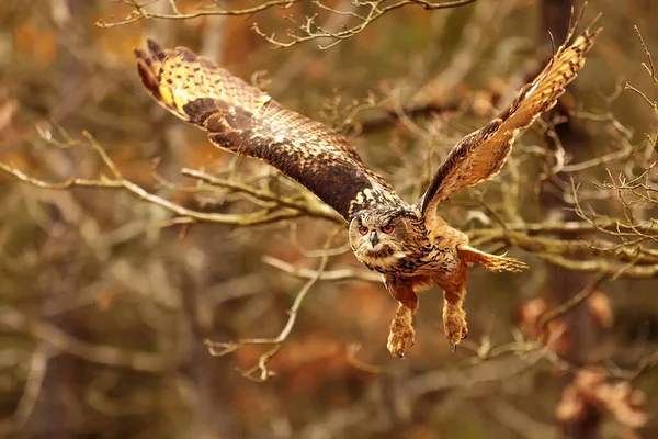 Kuş, hayvan, baykuş, yaklaşın.