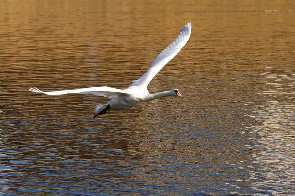 White Swan Lake — Stock Photo, Image