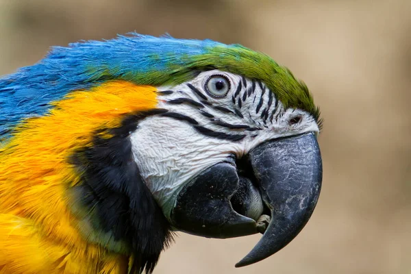 Closeup Shot Beautiful Parrot Bird — Stock Photo, Image