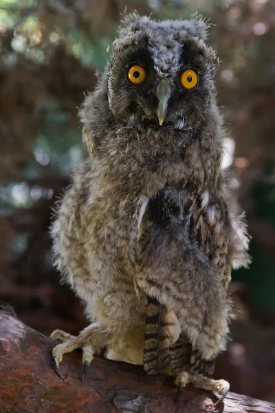 Bird Fauna Owl Close — Stok fotoğraf