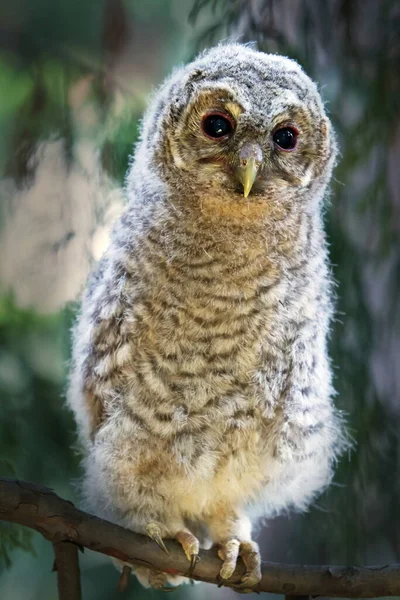 Bird Fauna Owl Close —  Fotos de Stock