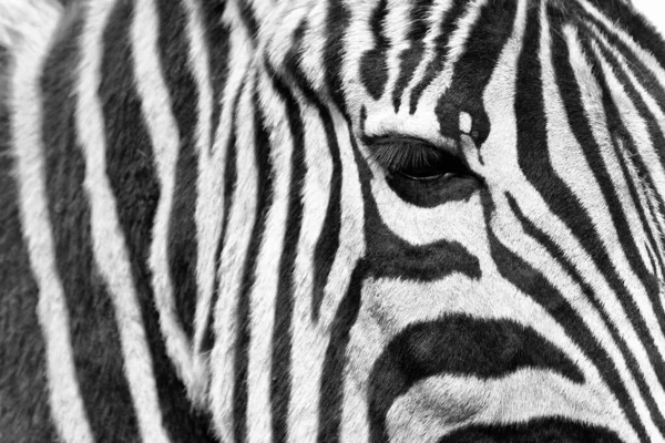 Portrait Beautiful Striped Zebra Zoo Close — Φωτογραφία Αρχείου