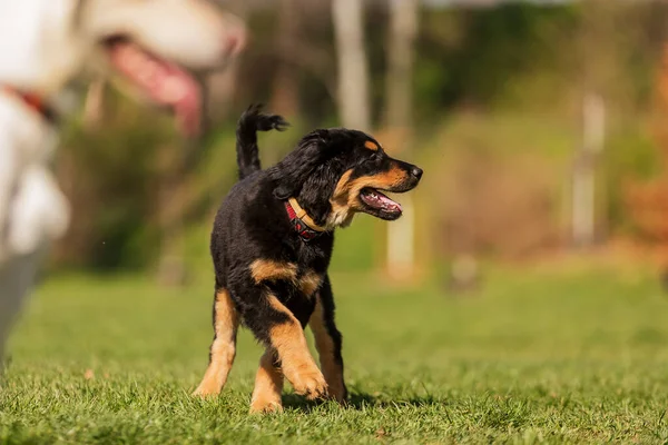 Söt Hund Parken — Stockfoto