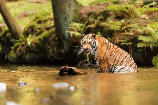 Animal Tiger Wild Nature — 스톡 사진