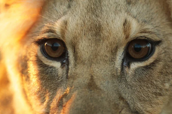 Lioness Panthera Leo Portrait Daytime — Stockfoto