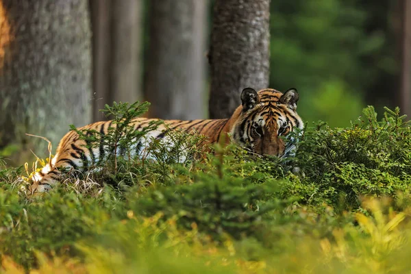 animal,  tiger in wild nature