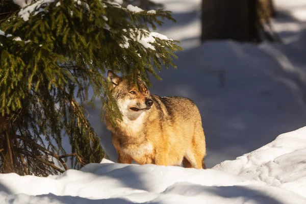 Male Eurasian Wolf Canis Lupus Lupus —  Fotos de Stock