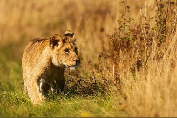 Lioness Panthera Leo Portrait Daytime — Fotografia de Stock